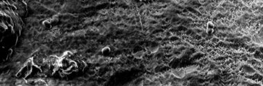 Una bacteria modificada acelera la captura de CO₂ y permite recuperar níquel y cobalto de residuos mineros