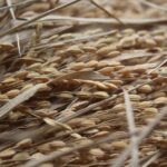 LIFE REPTES presenta sus avances en la valorización energética de paja de arroz en el Congreso Internacional de Bioenergía