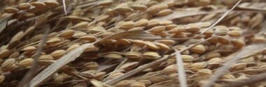 LIFE REPTES presenta sus avances en la valorización energética de paja de arroz en el Congreso Internacional de Bioenergía