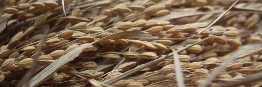 Genia Bioenergy coordinará el proyecto LIFE REPTES para la valorización energética de paja de arroz