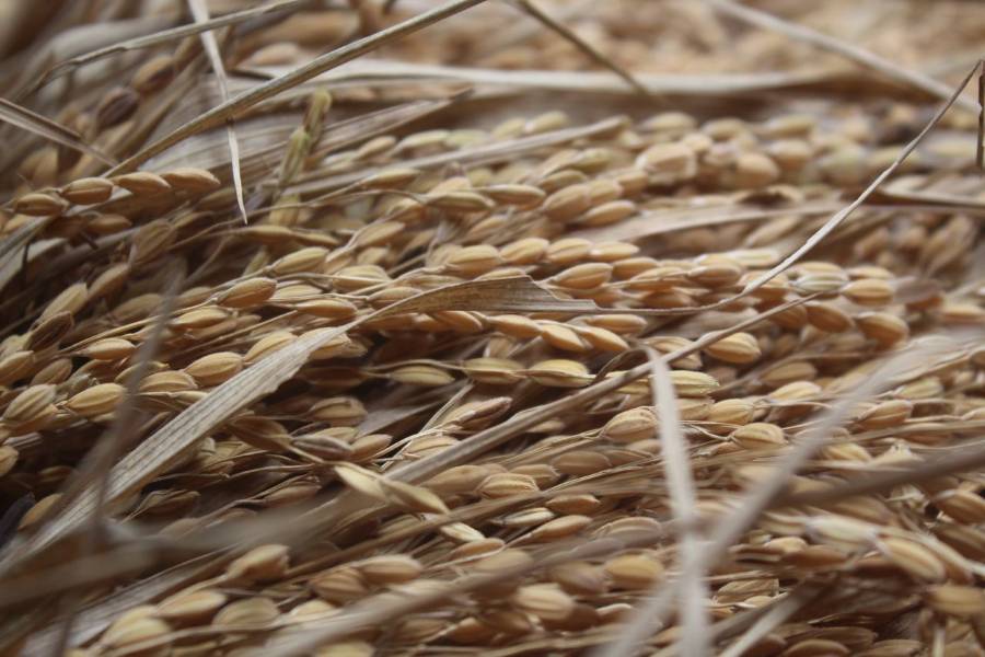 Proyecto de valorización energética de paja de arroz