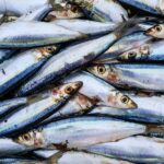 Un estudio de la UCO detecta un complejo cóctel de contaminantes en peces del Mediterráneo