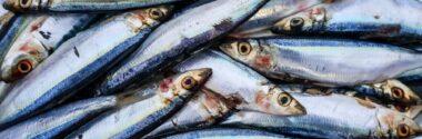 Un estudio de la UCO detecta un complejo cóctel de contaminantes en peces del Mediterráneo
