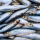 Un estudio de la UCO detecta un complejo cóctel de contaminantes en peces del Mediterráneo