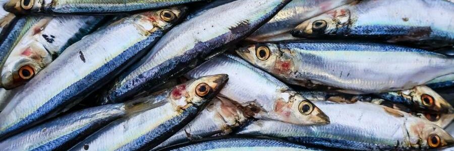 Un estudio de la UCO detecta un complejo cóctel de contaminantes en peces del Mediterráneo