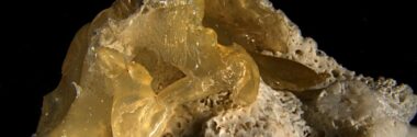 ‘Plasticorales’, la nueva forma de contaminación plástica en las costas de arrecifes de coral