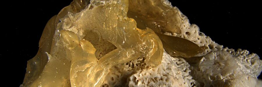 ‘Plasticorales’, la nueva forma de contaminación plástica en las costas de arrecifes de coral