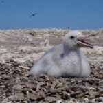 El plástico deja huella en los polluelos de Petrel Gigante del Sur