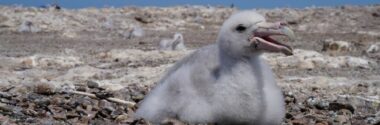El plástico deja huella en los polluelos de Petrel Gigante del Sur