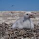 El plástico deja huella en los polluelos de Petrel Gigante del Sur