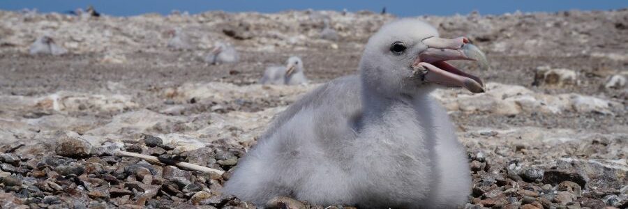 El plástico deja huella en los polluelos de Petrel Gigante del Sur