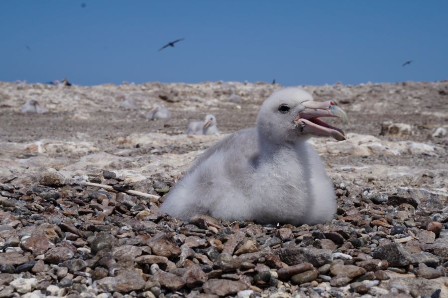 El plástico llega a los polluelos del petrel gigante del sur