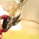 El proyecto REWINE convierte los restos de poda de la vid en materiales plásticos más sostenibles