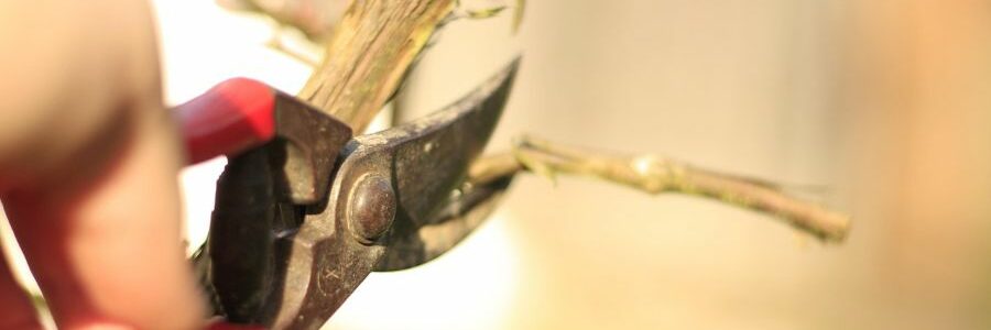 El proyecto REWINE convierte los restos de poda de la vid en materiales plásticos más sostenibles